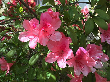 azalea, flors, tancar, planta amb flors, flor, planta, creixement, bellesa a la natura, frescor, fragilitat, color rosa, pètal, vulnerabilitat, primer pla, part de la planta, full, inflorescència, cap de flor, cap gent, naturalesa, dia, botànica, primavera, a l'aire lliure, pol·len, Ram de flors, 2K, CC0, domini públic, lliure de regalies