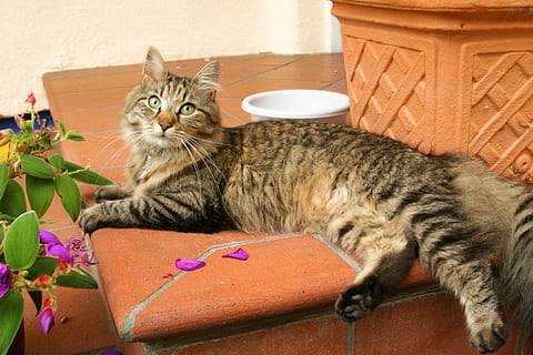 gat, mieze, verat, la ressaca va mirar, maine coon, bonic, felí, nacional, mamífer, gat domèstic, mascotes, animals domèstics, vertebrats, un animal, relaxació, cap gent, assegut, bigotis, descans, mirant, mirant cap a fora, estirat, tabby, maine coon cat, 2K, CC0, domini públic, lliure de regalies