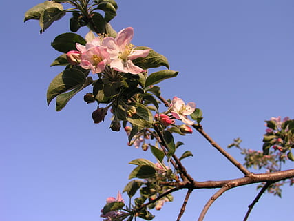 cierne, manzana, árbol, flor, planta, planta floreciendo, fragilidad, cielo, crecimiento, vulnerabilidad, frescura, belleza en la naturaleza, cielo limpio, pétalo, naturaleza, vista de ángulo bajo, color rosa, de cerca, cabeza de flor, nadie, día, primavera, al aire libre, flor de cerezo, Cerezo, 2K, CC0, dominio público, libre de derechos