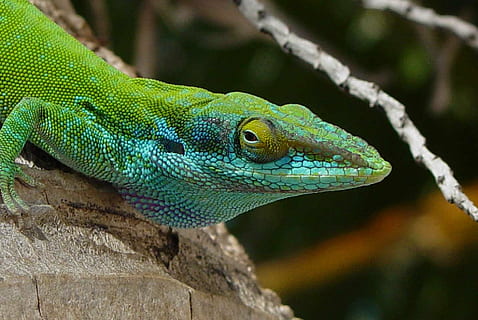Iguana verda, llangardaix, cap, macro, rèptil, tropical, desert, fusta, a l'aire lliure, vida salvatge, naturalesa, ull, animal, color verd, temes d'animals, fauna animal, un animal, vertebrats, animals a la natura, cap gent, part del cos dels animals, primer pla, cap d’animals, arbre, centrar-se en primer pla, branca, dia, medi ambient, iguana, ull d’animals, escala d’animals, selva tropical, pluja tropical, 1080P, CC0, domini públic, lliure de regalies