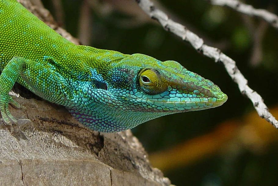 Iguana verda, llangardaix, cap, macro, rèptil, tropical, desert, fusta, a l'aire lliure, vida salvatge, naturalesa, ull, animal, color verd, temes d'animals, fauna animal, un animal, vertebrats, animals a la natura, cap gent, part del cos dels animals, primer pla, cap d’animals, arbre, centrar-se en primer pla, branca, dia, medi ambient, iguana, ull d’animals, escala d’animals, selva tropical, pluja tropical, 1080P
