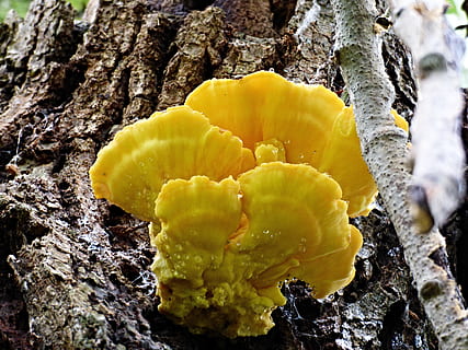 baravykai, sirovec, žievė, medis, miškas, struktūrą, augalų, augimą, Iš arti, grožis gamtoje, geltona, medžio kamienas, pobūdį, nėra žmonių, bagažinė, pažeidžiamumas, dieną, trapumas, šviežumas, grybelis, žiedynas, gėlė, gėlių galva, tekstūruotas, lauke, kerpės, 4K, CC0, Viešasis domenas, nemokamai