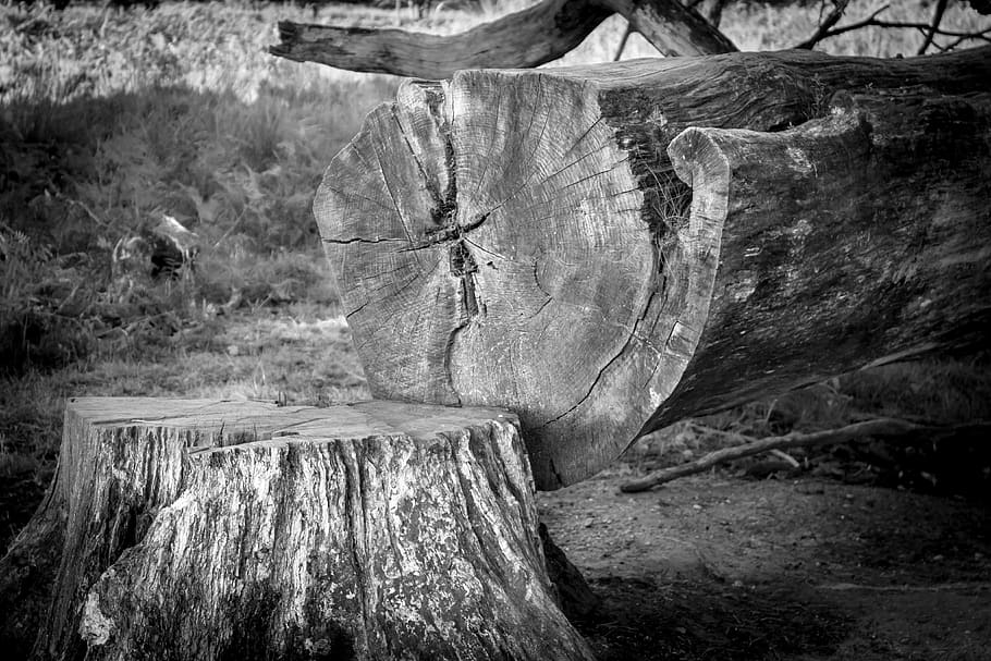 arbre, monstre de l'arbre, registre, M'agrada, segat, fusta, silvicultura, mort, planta morta, anells anuals, arbre caigut, tribu, bosc, terra, cap gent, naturalesa, textura, dia, planta, rock, sòlid, a l'aire lliure, escena no urbana, escorça, rock - object, tranquil·litat, tronc, tronc de l'arbre, medi ambient, bellesa a la natura, 4K