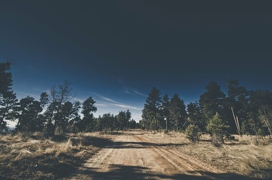 sentiero tra gli alberi, luce del giorno, foresta, erba, paesaggio, natura, sentiero didattico, all'aperto, strada, sabbia, ombre, cielo, strade secondarie, alberi, albero, nessuno, Paesaggi, giorno, pianta, bellezza nella natura, la tranquillità, scena tranquilla, scena non urbana, scenics - natura, terra, crescita, la strada davanti, direzione, ambiente, luce del sole, idilliaco, albero di conifere, 4K