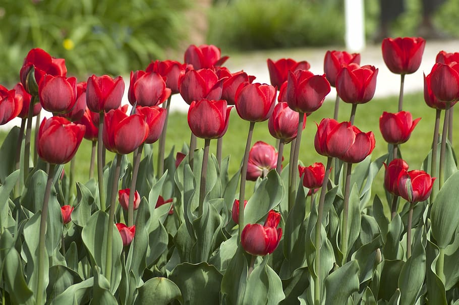 tulipan, blomst, rød, blad, tulipfjeder, forår, kronblad, plante, blomstrende plante, skønhed i naturen, friskhed, skrøbelighed, sårbarhed, tæt på, vækst, blomsterhoved, blomsterstand, natur, jord, Mark, ingen mennesker, plante del, udendørs, blomsterseng, blødhed, 2K