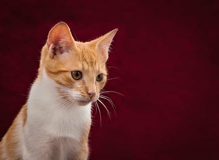 turuncu tekir kedi, kedi, arka plan görüntüsü, sevimli, kırmızı, beyaz, Evcil Hayvan, kedi yavrusu, Evcil Hayvanlar, memeli, yerli, hayvan, hayvan temaları, bir hayvan, ev kedisi, stüdyo çekimi, insansız, seyir, genç hayvan, kedi bıyığı, omurgalı, uzağa bakıyor, içeriye, hayvan başı, zencefil kedi, 2K, CC0, kamu malı, telif ücretsiz