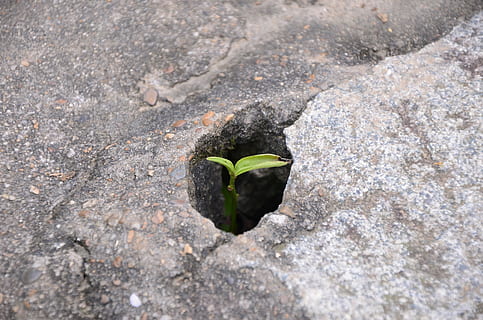 planta verda, brot, cova, te, creixement, cap gent, planta, naturalesa, full, dia, part de la planta, primer pla, color verd, bellesa a la natura, nova vida, inicis, vulnerabilitat, plantules, a l'aire lliure, fragilitat, vista d’angle alt, textura, terra, frescor, fang, petit, 4K, CC0, domini públic, lliure de regalies