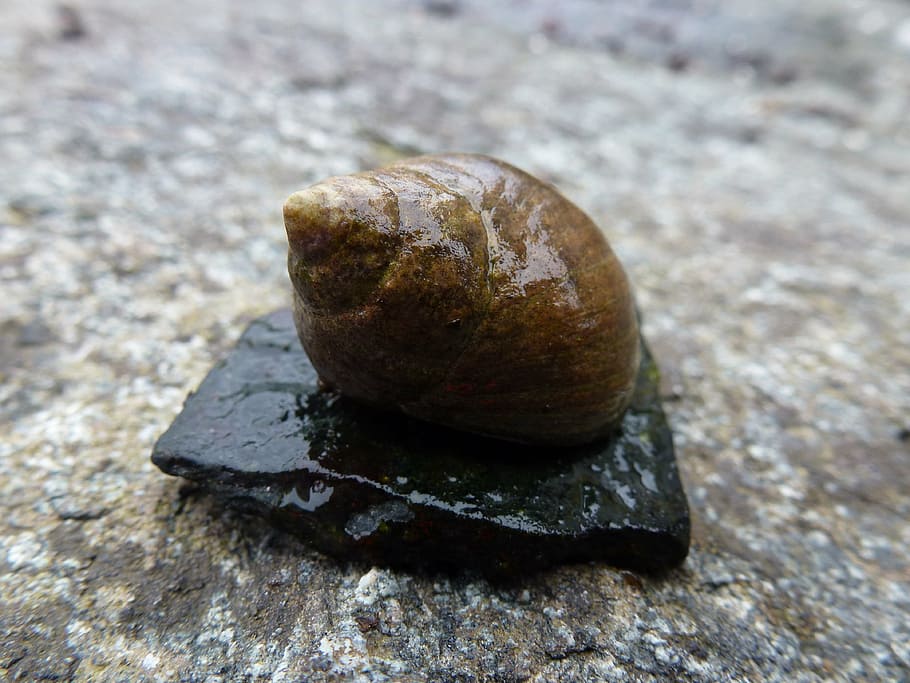 petxines, mar, cargol, marea baixa, la vora de l'aigua, la naturalesa del, la costa, fiord, platja, noruega, nord de Noruega, el mar, aigua, Costa, nord, marí, àrtic, sòlid, rock, primer pla, rock - object, cap gent, sol objecte, centrar-se en primer pla, dia, textura, naturalesa, aspre, pedra - objecte, natura morta, vista d’angle alt, fauna animal, a l'aire lliure, menjar i beguda, shell, closca d’animals, menjar, condició natural, còdols, 4K
