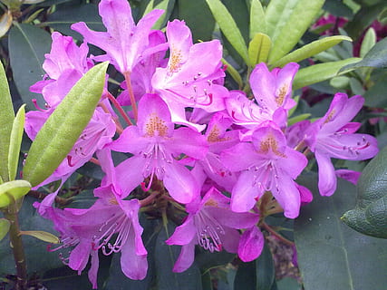 Rhododendron, ușoară, floare, planta cu flori, plantă, frumusețe în natură, prospeţime, vulnerabilitate, creştere, fragilitate, a închide, petală, Violet, inflorescenţă, cap de floare, nici o persoana, natură, culoarea roz, zi, primăvară, frunze, parte a plantelor, polen, în aer liber, moliciune, buchet de flori, rouă, picătură de ploaie, 1080P, CC0, domeniu public, fără drepturi de autor