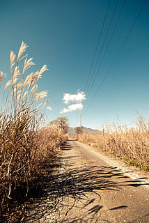road, field, daytime, path, pathway, rural, tall grass, sky, blue, journey, direction, way, environment, nature, outdoors, power lines, the way forward, cable, plant, transportation, no people, electricity, power line, day, sunlight, diminishing perspective, land, landscape, tranquility, tranquil scene, grass, power supply, 4K, CC0, public domain, royalty free