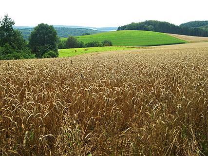 sommer, rapporteret, felter, hvedemark, natur, tid på året, bjergrige, landskab, kornmark, hvede, spike, hvede spike, outlook, Mark, plante, jord, miljø, landlige scene, ro, landbrug, rolig scene, vækst, skønhed i naturen, scenics - natur, træ, himmel, afgrøde, dag, gård, ingen mennesker, grøn farve, udendørs, plantage, 2K, CC0, offentligt domæne, royaltyfrie