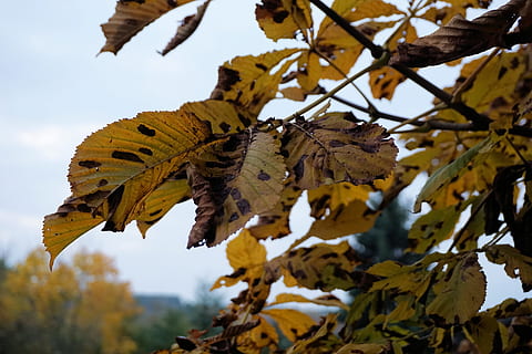 castagno, castagno, albero, le foglie, Castagna, albero, autunno, parco, fogliame autunnale, giallo, cielo, colorato, ramo, colorazione, d'oro, foglie d'autunno, autunno dorato, emergere, colori dell'autunno, colore di caduta, natura, d'oro ottobre, ottobre, foglia autunnale, fauna selvatica, un animale, animali allo stato selvatico, all'aperto, giorno, foglia, parte vegetale, pianta, concentrarsi sulle conoscenze acquisite, modificare, avvicinamento, bellezza nella natura, nessuno, crescita, vulnerabilità, fragilità, condizione naturale, farfalla - insetto, 5K, CC0, dominio pubblico, privo di copyright
