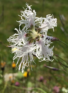 Federnelke, blühen, Weiß, wilde Blume, Alpenblume, Blume, blühende Pflanze, Zerbrechlichkeit, Pflanze, Verletzlichkeit, Schönheit in der Natur, Wachstum, Nahansicht, Blütenblatt, Natur, Blütenstand, Fokus auf den Vordergrund, Frische, Blütenkopf, weiße Farbe, Tag, draußen, keine Leute, Pollen, Frühling, Blätter, 1080P, CC0, gemeinfrei, lizenzfrei
