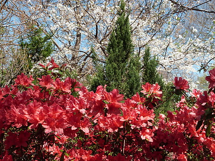 azálea, vermelho, Primavera, natureza, corniso, plantar, planta com flores, árvore, crescimento, beleza na natureza, fragilidade, frescura, vulnerabilidade, ramo, Flor, dia, cor rosa, ninguém, botânica, fechar-se, visão de baixo ângulo, ao ar livre, cabeça de flor, Flor de cerejeira, Ramo de flores, Árvore de cereja, 4K, CC0, domínio público, royalty free