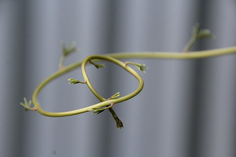 enredadera, incompleto, verde, de cerca, nadie, día, crecimiento, naturaleza, al aire libre, zarcillo, planta, enfoque selectivo, vid, centrarse en primer plano, belleza en la naturaleza, espiral, botánica, color verde, vulnerabilidad, fragilidad, acurrucado, ramita, tallo de la planta, 5K, CC0, dominio público, libre de derechos