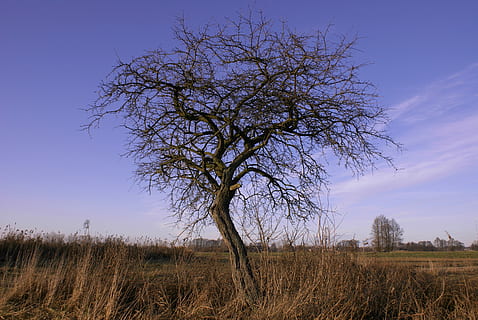 træ, enge, bladløse, efterår, grene, tør, natur, himmel, landskab, udendørs, blå, landskaber, græs, scenics, landlige scene, bare træ, Mark, plante, jord, ro, miljø, scenics - natur, skønhed i naturen, rolig scene, ikke-urbane scene, ingen mennesker, afdeling, sky - himmel, prærie, 4K, CC0, offentligt domæne, royaltyfrie