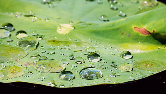 gocciolare, acqua, struttura, goccia di pioggia, trasparente, perline, scappare, bagnato, goccia d'acqua, vicino, foglia, Ninfea, natura, stagno, pianta acquatica, botanica, pianta, verde, far cadere, colore verde, parte vegetale, avvicinamento, freschezza, nessuno, bellezza nella natura, pioggia, lago, galleggiante, galleggia sull'acqua, crescita, all'aperto, rugiada, purezza, 4K, CC0, dominio pubblico, privo di copyright