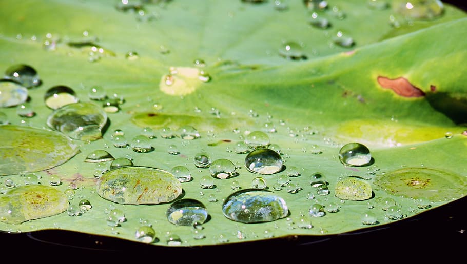 gocciolare, acqua, struttura, goccia di pioggia, trasparente, perline, scappare, bagnato, goccia d'acqua, vicino, foglia, Ninfea, natura, stagno, pianta acquatica, botanica, pianta, verde, far cadere, colore verde, parte vegetale, avvicinamento, freschezza, nessuno, bellezza nella natura, pioggia, lago, galleggiante, galleggia sull'acqua, crescita, all'aperto, rugiada, purezza, 4K