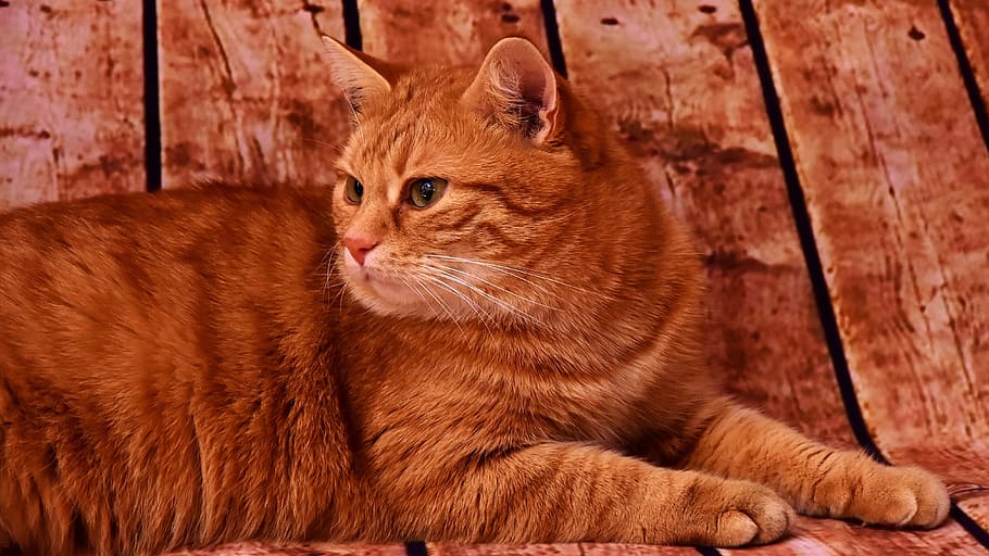 merapatkan, fotografi, berambut pendek, Jeruk, kucing, merah, ikan kembung, membelai, kucing merah, kucing rumahan, kucing tenggiri merah, mamalia, tema binatang, lokal, hewan, licik, binatang lokal, hewan peliharaan, satu binatang, bertulang belakang, kucing jahe, tidak ada orang, coklat, relaksasi, kumis, mencari, memalingkan muka, bahan kayu, kepala hewan, mata binatang, 4K