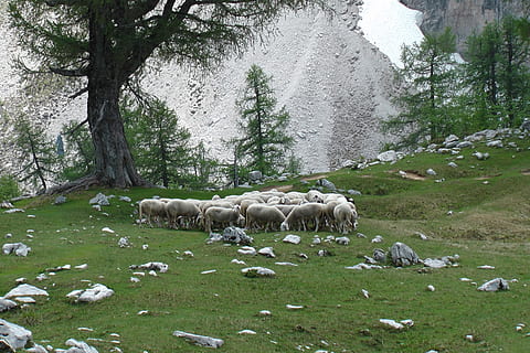 sheep, mountain, herd, plant, animal themes, mammal, livestock, animal, tree, domestic animals, group of animals, vertebrate, domestic, pets, grass, nature, land, field, day, green color, growth, no people, herbivorous, 2K, CC0, public domain, royalty free