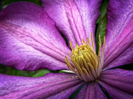 flor de pedra púrpura, porpra, flor, fons, clematis, lila, flor de color porpra, jardí, primavera, macro, naturalesa, planta, primer pla, pètal, bellesa a la natura, flor única, color rosa, cap de flor, estiu, botànica, fragilitat, frescor, planta amb flors, vulnerabilitat, creixement, inflorescència, pol·len, cap gent, dia, marc complet, a l'aire lliure, 2K, CC0, domini públic, lliure de regalies