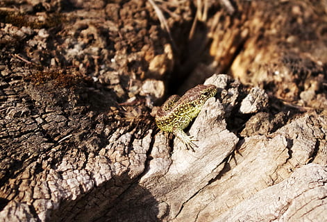 lucertola di sabbia, radice, calore, crogiolarsi, estate, animali allo stato selvatico, un animale, fauna selvatica, temi animali, rettile, nessuno, strutturato, avvicinamento, natura, albero, animale, giorno, pianta, tronco d'albero, legno - materiale, ruvido, tronco, messa a fuoco selettiva, all'aperto, luce del sole, Marrone, abbaiare, 4K, CC0, dominio pubblico, privo di copyright