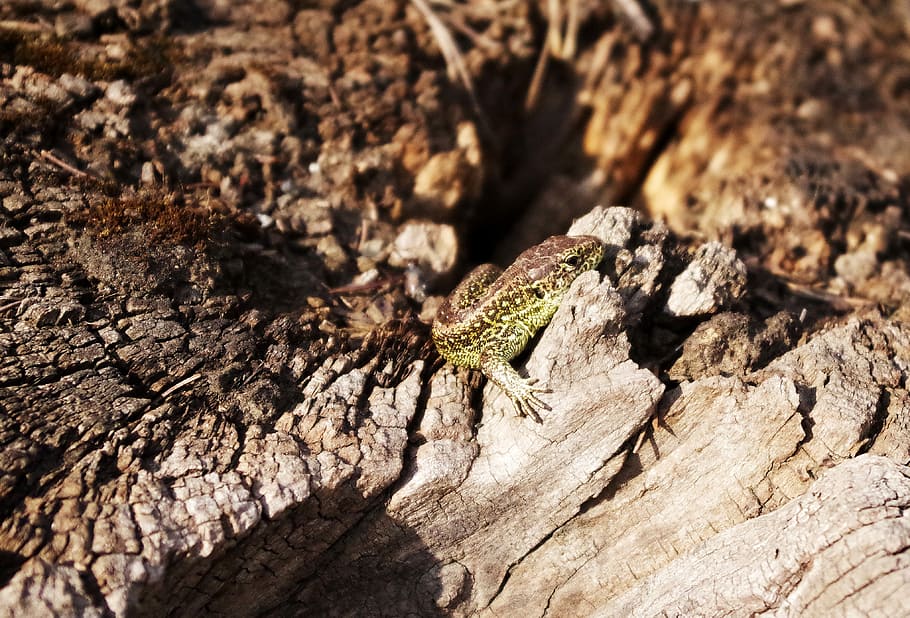 lucertola di sabbia, radice, calore, crogiolarsi, estate, animali allo stato selvatico, un animale, fauna selvatica, temi animali, rettile, nessuno, strutturato, avvicinamento, natura, albero, animale, giorno, pianta, tronco d'albero, legno - materiale, ruvido, tronco, messa a fuoco selettiva, all'aperto, luce del sole, Marrone, abbaiare, 4K