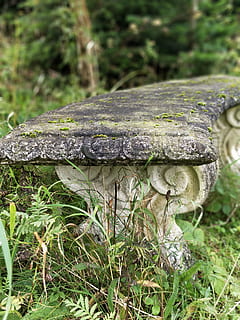 panchina, avere, ro, pianta, crescita, terra, fungo, natura, avvicinamento, erba, nessuno, campo, giorno, concentrarsi sulle conoscenze acquisite, colore verde, muschio, albero, verdura, fungo velenoso, all'aperto, cibo, foresta, abbaiare, 4K, CC0, dominio pubblico, privo di copyright