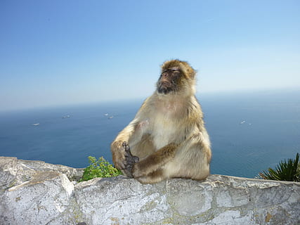 abe, Gibraltar, abe bjerg, selvtillid, dyre temaer, dyr, pattedyr, dyreliv, primat, et dyr, dyr i naturen, klippe, sidder, solid, rock-objekt, hav, vand, leder, hvirveldyr, ingen mennesker, dag, kigger væk, himmel, bavian, 4K, CC0, offentligt domæne, royaltyfrie
