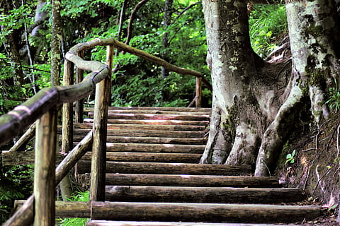 bosc, Camí, arbres, naturalesa, camí forestal, camí caminant, senderisme, parcs, arbre, parc, passos, material de fusta, escala, tronc de l'arbre, cap gent, planta, passos i escales, tronc, arquitectura, terra, dia, estructura construïda, creixement, el camí a seguir, a l'aire lliure, barana, vista d’angle baix, direcció, fusta, 4K, CC0, domini públic, lliure de regalies