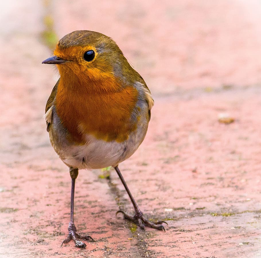Marrone, arancia, uccello, in piedi, calcestruzzo, pavimento, pettirosso, natura, piuma, becco, piume, ramo, all'aperto, avifauna, rosso, Seno, carina, uccello di natale, inverno, un animale, vertebrato, animali allo stato selvatico, fauna selvatica, concentrarsi sulle conoscenze acquisite, giorno, lunghezza intera, appollaiati, nessuno, avvicinamento, bellezza nella natura, analizzare, cercare, guardare, colore arancione, 1080P