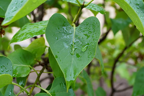 grünblättrige Pflanze, Regen, Nahansicht, nass, Baum, Kondensation, hell, Laub, Landwirtschaft, Grün, Flüssigkeit, organisch, Blatt, Leben, Feld, Sommer-, sauber, Frühling, Gemüse, fallen, gesund, Reflexion, Garten, Farbe, Wachstum, Pflanze, Wetter, Regenwasser, zündete, draußen, Hintergründe, Kraut, Wasser, Regentropfen, Tau, Natur, Boden, Umgebung, Lebensmittel, Muster, Botanik, Frische, selektiver Fokus, neues Leben, üppiges Laub, Sukkulente, lebendige Farbe, Wassertropfen, grüne Farbe, Tag, keine Leute, Pflanzenteil, Fokus auf den Vordergrund, Schönheit in der Natur, Herzform, positive Emotionen, Blattvene, Blätter, Klee, 5K, CC0, gemeinfrei, lizenzfrei