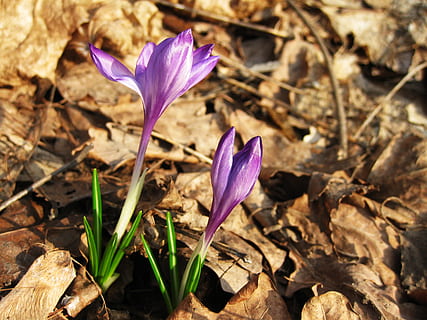 crocus, bunga, musim semi, violet, sinar matahari, tanaman berbunga, kerentanan, kerapuhan, daun bunga, keindahan di alam, kesegaran, iris, menanam, merapatkan, pertumbuhan, ungu, hal berkembang, alam, kepala bunga, fokus pada latar depan, tidak ada orang, tanah, hari, di luar rumah, serbuk sari, 2K, CC0, domain publik, bebas royalti