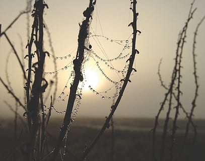 focus photography, water, drops, cobwebs, spider web, raindrops, web, spider, dew, morning, macro, spider-web, cobweb, condensation, dewdrop, spiderweb, focus on foreground, no people, close-up, nature, safety, barbed wire, outdoors, fence, plant, security, selective focus, wire, day, protection, tranquility, beauty in nature, sunset, barrier, ice, 4K, CC0, public domain, royalty free