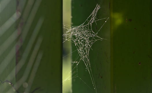 web, telaraña, naturaleza, araña, modelo, silueta, arácnido, insecto, natural, crecimiento, planta, fragilidad, color verde, de cerca, nadie, vulnerabilidad, centrarse en primer plano, belleza en la naturaleza, día, al aire libre, parte de la planta, hoja, enfoque selectivo, tranquilidad, frescura, semilla de diente de león, 5K, CC0, dominio público, libre de derechos