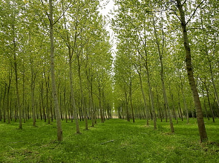 Wald, Park, Pappeln, Bäume, Grün, Natur, Frühling, Pflanzen, Baum, Pflanze, Wachstum, Ruhe, grüne Farbe, Land, Baumstamm, Kofferraum, Gras, Schönheit in der Natur, keine Leute, ruhige Szene, Tag, Umgebung, Szenen - Natur, draußen, Nicht-städtische Szene, von Bäumen gesäumt, 1080P, CC0, gemeinfrei, lizenzfrei