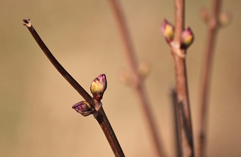 knop, forår, grene, makro, plante, natur, tid på året, opvågnen, scion, lilla, lyserød, blomsterstand, tæt, forårsvågne, botanik, Busk, marts, fokus på forgrunden, tæt på, blomst, ingen mennesker, skønhed i naturen, blomstrende plante, dyr, vækst, dyre temaer, dag, dyreliv, plantestamme, Kvist, lyserød farve, udendørs, et dyr, dyr i naturen, 2K, CC0, offentligt domæne, royaltyfrie
