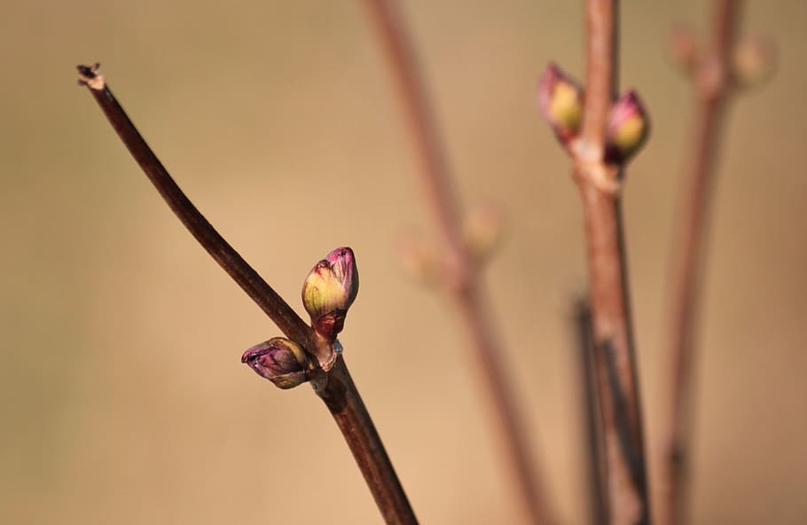 knop, forår, grene, makro, plante, natur, tid på året, opvågnen, scion, lilla, lyserød, blomsterstand, tæt, forårsvågne, botanik, Busk, marts, fokus på forgrunden, tæt på, blomst, ingen mennesker, skønhed i naturen, blomstrende plante, dyr, vækst, dyre temaer, dag, dyreliv, plantestamme, Kvist, lyserød farve, udendørs, et dyr, dyr i naturen, 2K