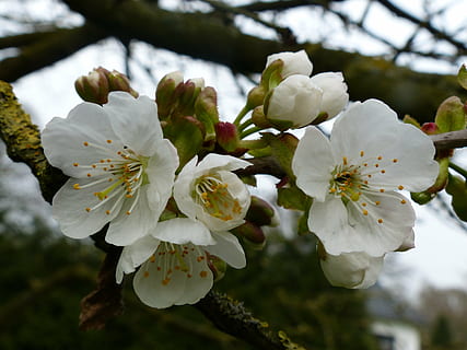 Kirsche, Baum, Frühling, Blumen, Weiß, Grün, Dolde, Pflanze, blühende Pflanze, Blume, Wachstum, Zerbrechlichkeit, Verletzlichkeit, Schönheit in der Natur, Nahansicht, Frische, Blütenblatt, blühen, Fokus auf den Vordergrund, weiße Farbe, Ast, Obstbaum, Blütenkopf, Blütenstand, Pollen, Kirschblüte, keine Leute, draußen, Kirschbaum, Pflaumenblüte, Blumenstrauß, 4K, CC0, gemeinfrei, lizenzfrei