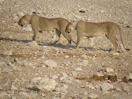 singa betina, namibia, taman, sekelompok binatang, tema binatang, mamalia, hewan, satwa liar hewan, singa - kucing, binatang di alam liar, tidak ada orang, dua binatang, alam, hari, tanah, binatang lokal, penuh, hewan betina, kucing, binatang muda, licik, di luar rumah, keluarga hewan, tampilan profil, 2K, CC0, domain publik, bebas royalti