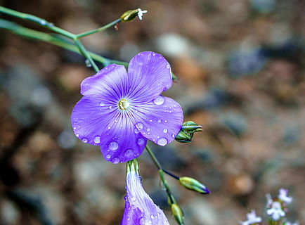porpra, flor petalada, rosada d’aigua, flors, blau, petit, pètals, naturalesa, plantes, florir, jardí, flors blaves, flor silvestre, bellesa, primavera, color, violeta, flor blava, pètals celestials, pistils, fulles, flor violeta, llum, flors silvestres, flor de color porpra, flor, planta amb flors, frescor, fragilitat, planta, vulnerabilitat, bellesa a la natura, pètal, creixement, cap de flor, primer pla, inflorescència, centrar-se en primer pla, cap gent, dia, pol·len, a l'aire lliure, 2K, CC0, domini públic, lliure de regalies