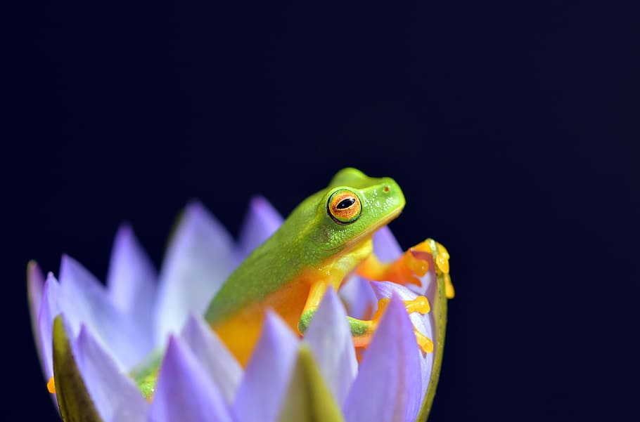seleccionat, foto del focus, verd, groc, granota, porpra, flor petalada, selectiu, focalitzar la fotografia, flors, pètal, macro granota, ull, temes d'animals, un animal, animal, vertebrats, fauna animal, fons negre, tir de l'estudi, animals a la natura, aigua, naturalesa, primer pla, nedar, cap gent, còpia espai, a l'interior, peix, rèptil, llangardaix, color verd, marí, 5K