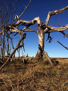 Berghöhe, Baum, alt, Log, tot, kahl, knotig, Pflanze, Himmel, kahler Baum, Ast, Ruhe, Natur, Land, Tag, klarer Himmel, keine Leute, Baumstamm, Kofferraum, Landschaft, Umgebung, Szenen - Natur, ruhige Szene, Feld, tote Pflanze, Blau, draußen, trockenes Klima, 2K, CC0, gemeinfrei, lizenzfrei