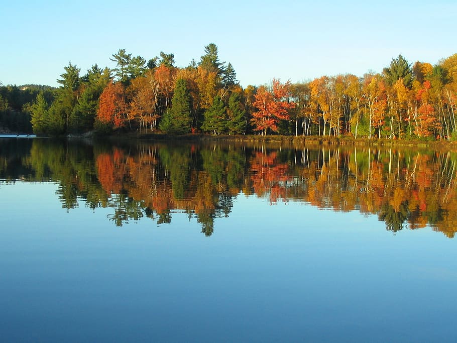 tělo, voda, fronting, stromy, jezero, podzim, barvy, odraz, listy, les, Příroda, killarney, ontario, Kanada, strom, list, venku, krajina, žlutá, scén, sezóna, oranžová barva, krása v přírodě, rostlina, klid, nebe, nábřeží, klidné scény, scenics - příroda, změna, nikdo, čisté nebe, den, symetrie, odraz jezero, 1080P