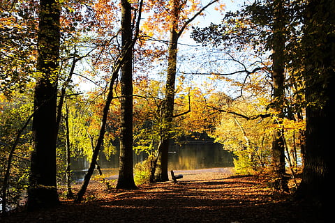 chemin forestier, par regard, forêt, sentier pédestre, la nature, chemin, marche, paysage, parcs, parc, atmosphère, va-t-en, spiritualité, relaxation, environnement, lumière du soleil, bouleau, des arbres, vert, arbre, randonnée, l'automne, changement, plante, tranquillité, beauté dans la nature, scène tranquille, terre, croissance, journée, paysages - nature, tronc, tronc d'arbre, Lac, eau, en plein air, idyllique, personne, des bois, tomber, collection d'automne, 5K, CC0, domaine public, libre de droits