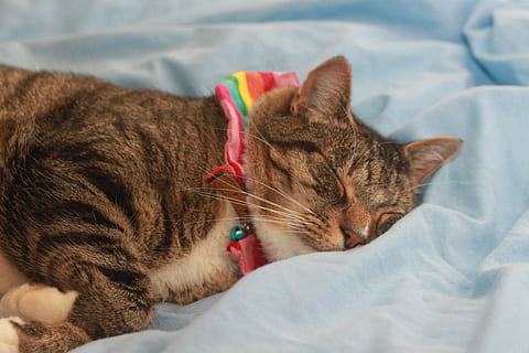 chat, tigré, arc en ciel, chat domestique, national, mammifère, animaux domestiques, thèmes animaux, animal, félin, un animal, lit, meubles, à l'intérieur, relaxation, personne, allongé, vertébré, fermer, moustache, repos, tête d'animal, bouche ouverte, 4K, CC0, domaine public, libre de droits