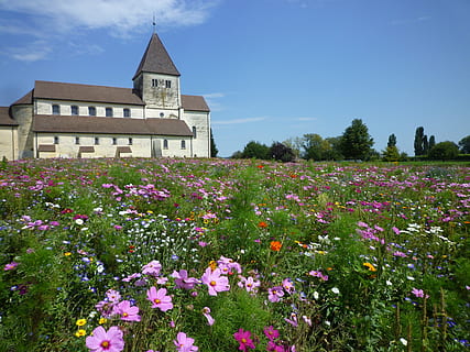 Església, monestir, naturalesa, flors, prat, florir, blütenmeer, planta amb flors, flor, planta, arquitectura, exterior de l'edifici, estructura construïda, cel, creixement, edifici, bellesa a la natura, frescor, terra, camp, dia, arbre, cap gent, fragilitat, vulnerabilitat, lloc de culte, llit de flors, 4K, CC0, domini públic, lliure de regalies