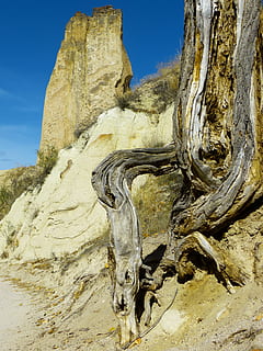 rock, vell, arrel de l’arbre, arrel, arbre, planta morta, fusta, deformes, naturalesa, rock - object, a l'aire lliure, lloc famós, cap gent, antic, dia, destinacions de viatge, formació de roca, tranquil·litat, bellesa a la natura, geografia física, sòlid, geologia, cel, llum solar, escena no urbana, terra, escenics - natura, vista d’angle baix, escena tranquil·la, erosionat, clima àrid, 4K, CC0, domini públic, lliure de regalies