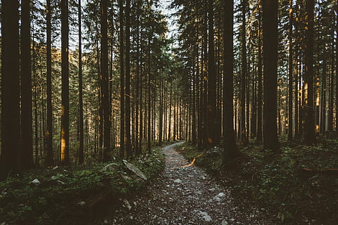 foto di paesaggio, alberi, foto della foresta, foresta, sentiero, albero, roccia, luce del sole, verde, giallo, centro, viaggio su strada, slovacchia, Polonia, tempo metereologico, caldo, primavera, autunno, linea, verticale, pianta, terra, la tranquillità, direzione, crescita, scena tranquilla, la strada davanti, bosco, bellezza nella natura, natura, scena non urbana, nessuno, scenics - natura, tronco, tronco d'albero, giorno, all'aperto, bambù - pianta, 5K, CC0, dominio pubblico, privo di copyright