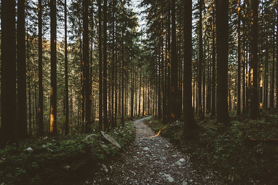 foto di paesaggio, alberi, foto della foresta, foresta, sentiero, albero, roccia, luce del sole, verde, giallo, centro, viaggio su strada, slovacchia, Polonia, tempo metereologico, caldo, primavera, autunno, linea, verticale, pianta, terra, la tranquillità, direzione, crescita, scena tranquilla, la strada davanti, bosco, bellezza nella natura, natura, scena non urbana, nessuno, scenics - natura, tronco, tronco d'albero, giorno, all'aperto, bambù - pianta, 5K